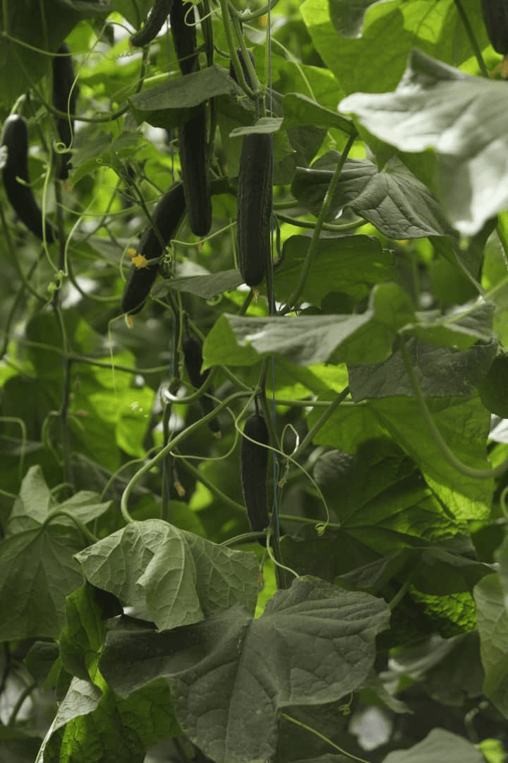 Agriculture sous serre